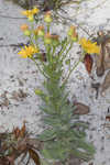 Godfrey's goldenaster